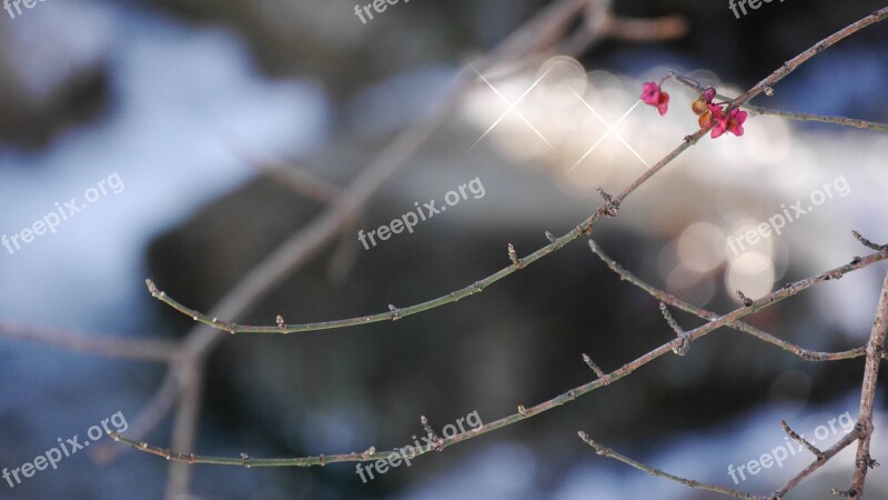 Spindle Winter Snow Free Photos