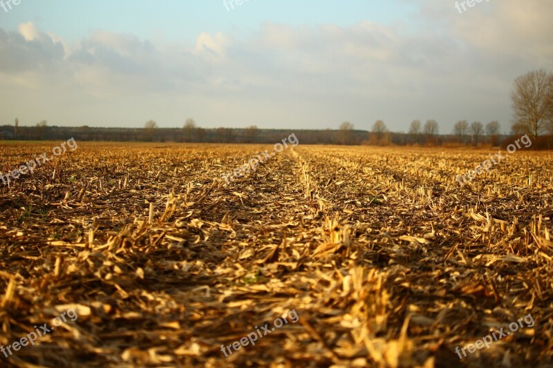 Field Arable Corn Harvested Autumn