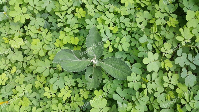 Green Different Unity Grass Forest Floor