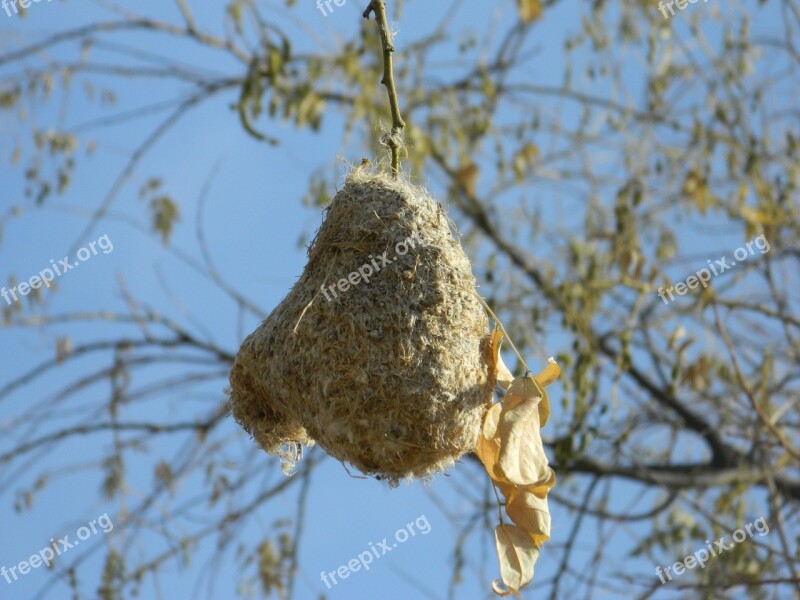 Nightingale's Nest Amin Willow Tree Free Photos