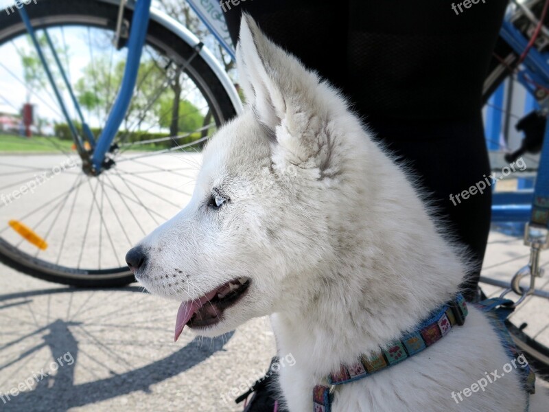 Husky Dog Animal Pet White