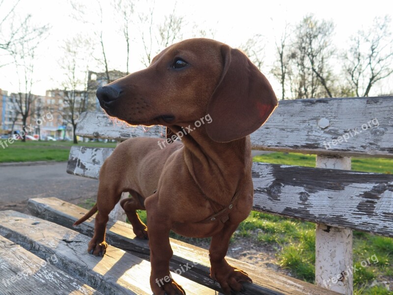 Dog Dachshund Animal Brown Purebred