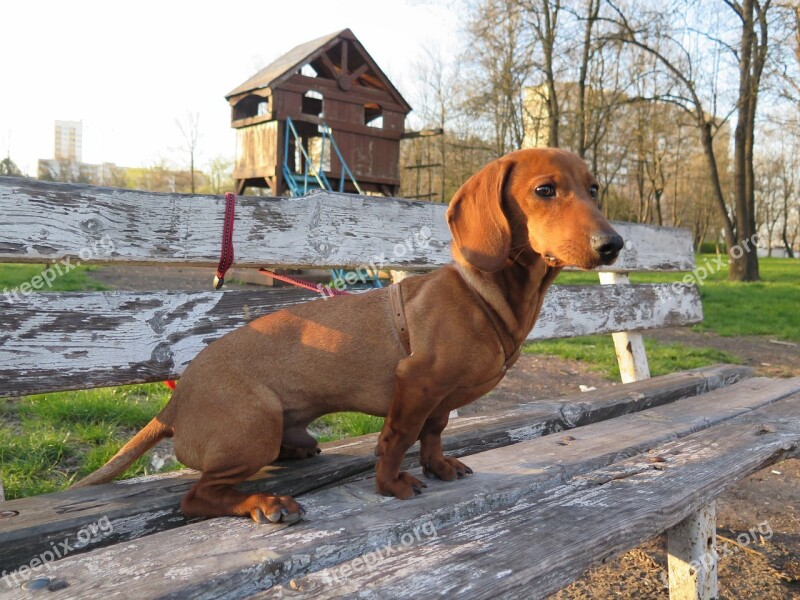 Dog Dachshund Friend Pet Cute