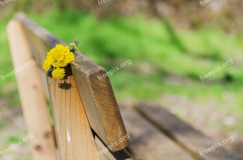 Bank Flowers Yellow Wild Flowers Wood