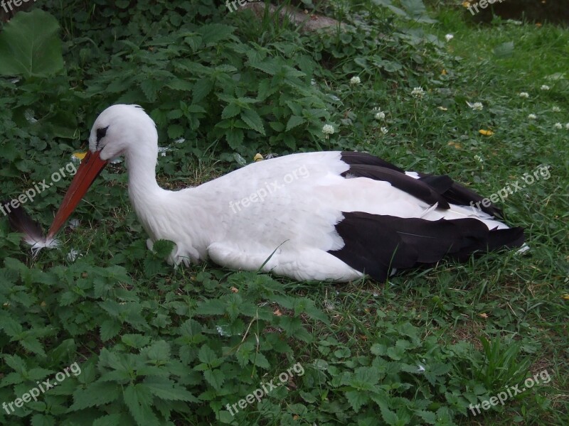 Stork Bird Sit On The Eggs Free Photos