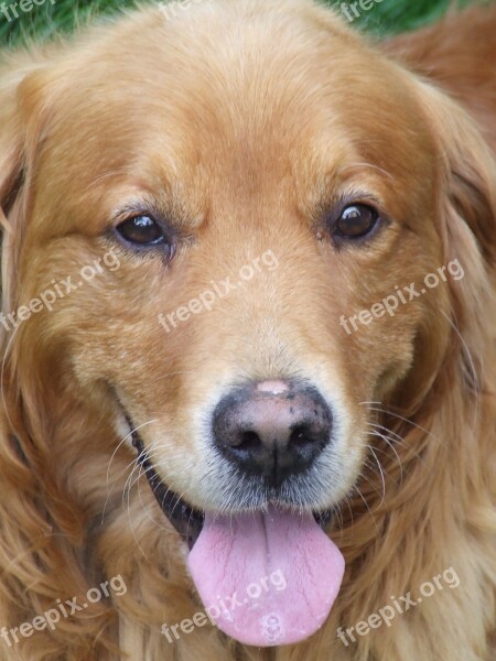 Face Dog The Golden Retriever Language Stick Out