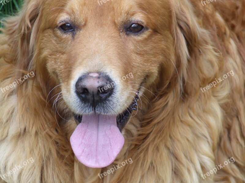 Face Dog The Golden Retriever Language Stick Out