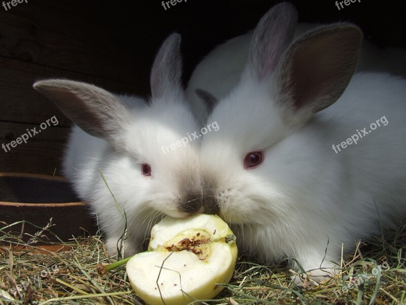 Rabbits Red Eyes White Animal Fur