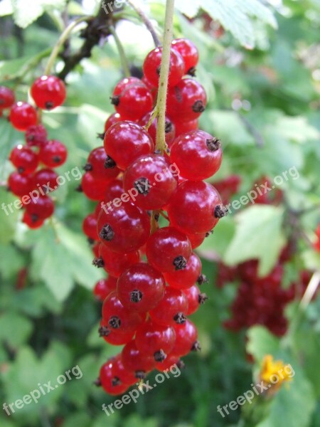 Currant Bunch Of Grapes Red Fruit Garden