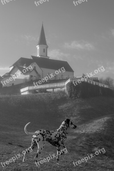 Church Dog Dalmatians Black And White Free Photos