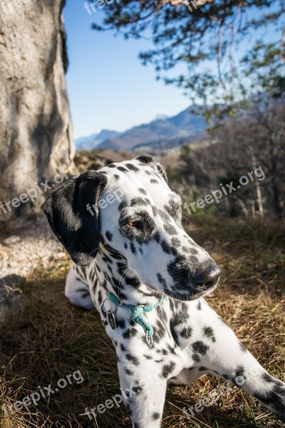 Dalmatians Rock Mountain Dog Evening Sun