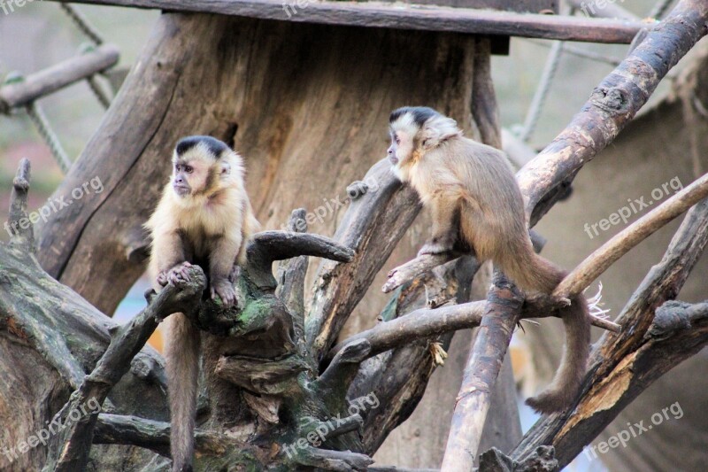 Monkey Capuchin Monkey äffchen Zoo Capuchins