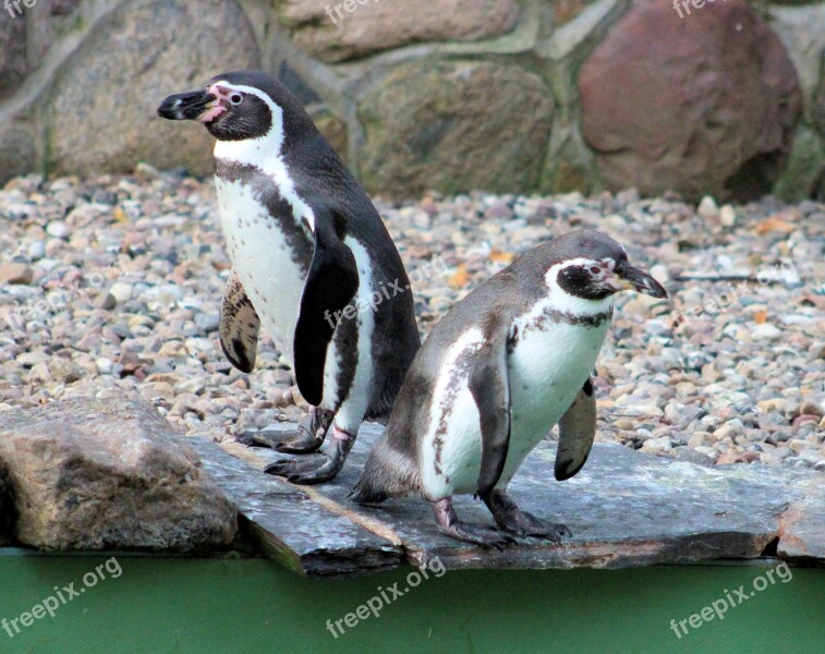 Penguins Zoo Animal Animal World Water Bird