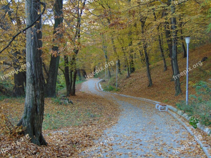 Autumn Fall Seasonal Yellow Forest