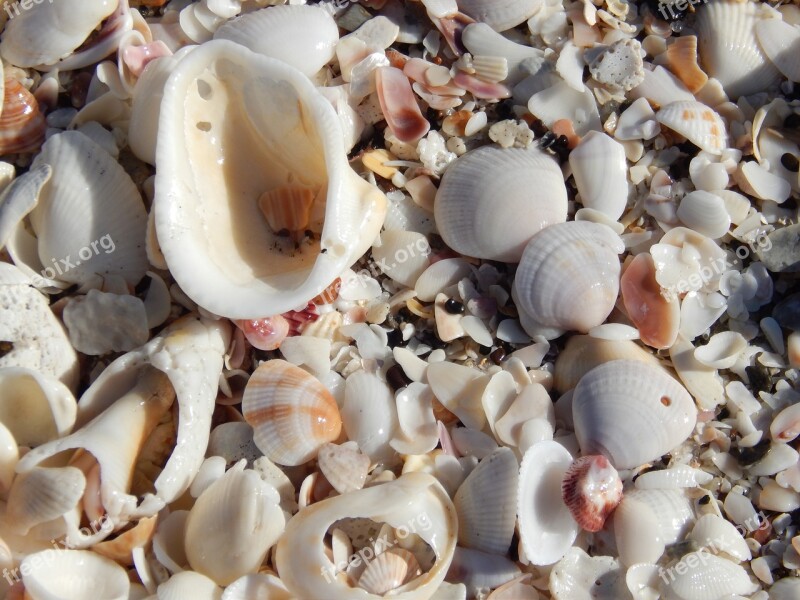 Shell Beach Sea Sea Shell Sand