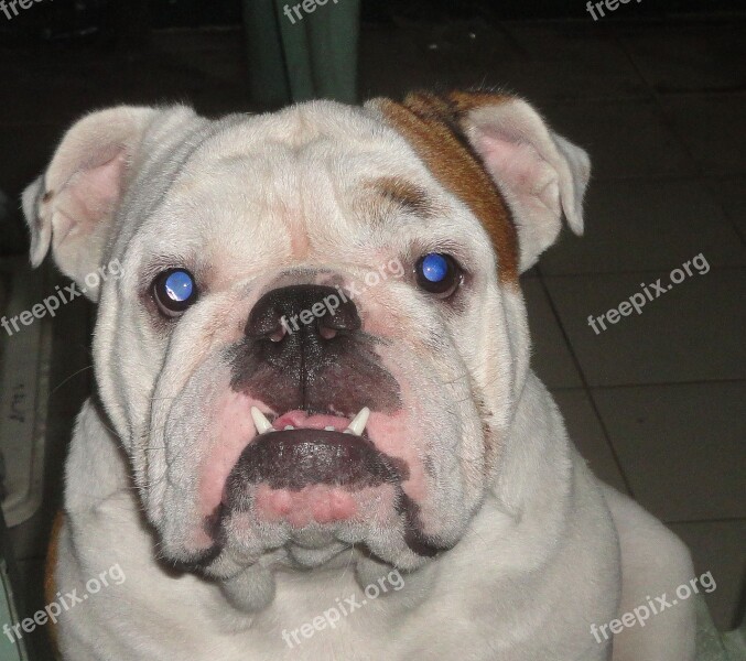 English Bulldog Bulldog Pet Dog Animal