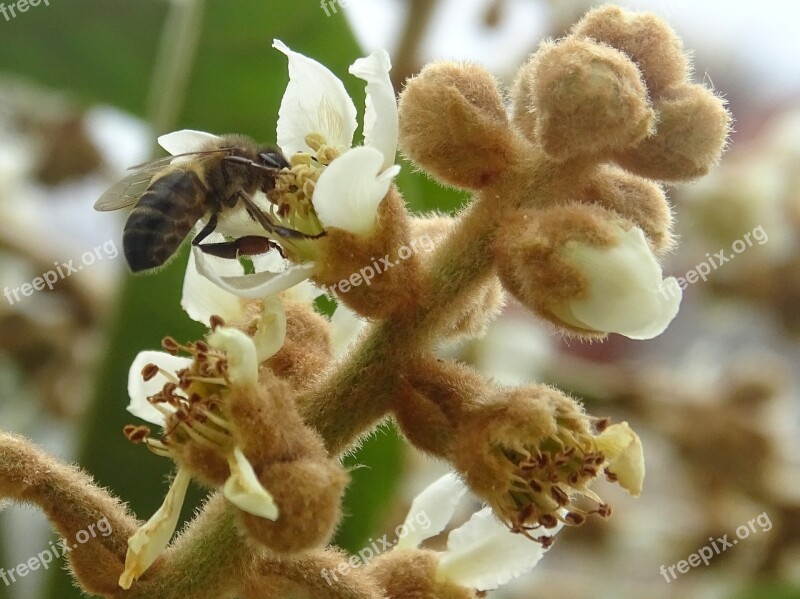 Bee Flower Pollinator Insects Macro