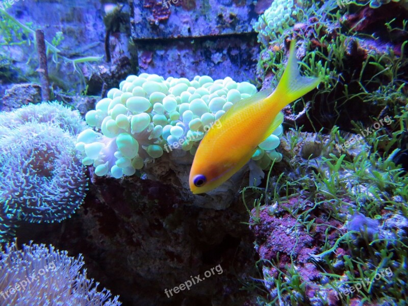 Coral Coral Reef Tropical Fish Underwater Creatures In The Sea