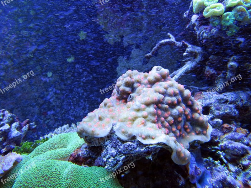 Coral Coral Reef Underwater Creatures In The Sea Beauty