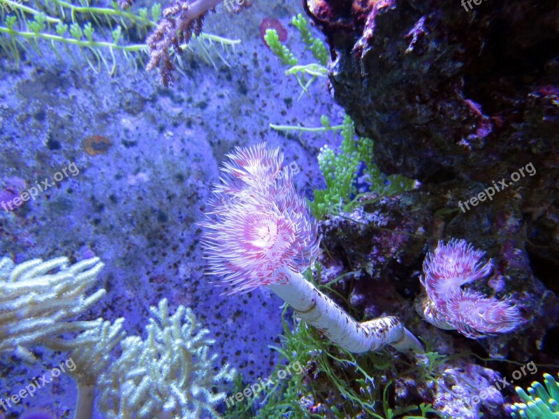 Coral Coral Reef In The Sea Beauty Free Photos