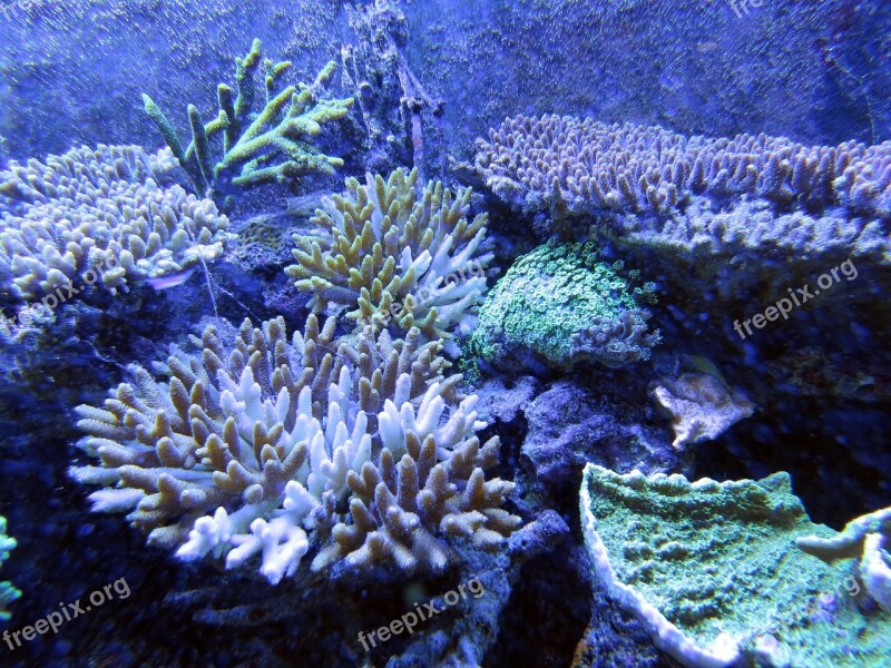 Coral Coral Reef Underwater Creatures In The Sea Beauty