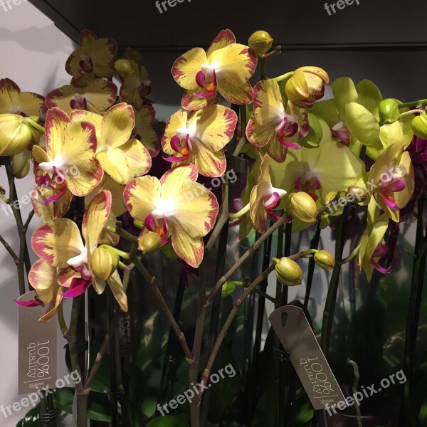 Flowers Orchids Yellow Free Photos