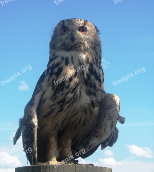 Eagle Owl Owl Bird Bird Of Prey Raptor