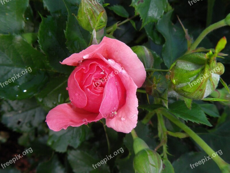 Pink Blossom Bloom Drop Of Water Rose Bloom