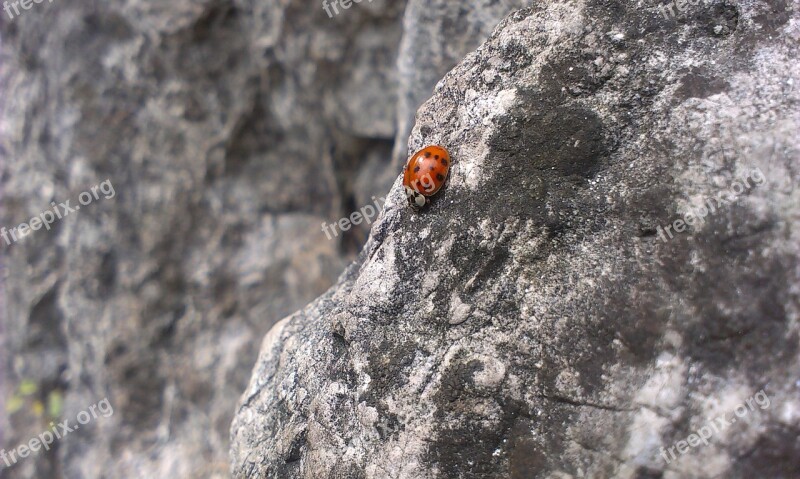 Ladybird Rock Stone Insect Bug