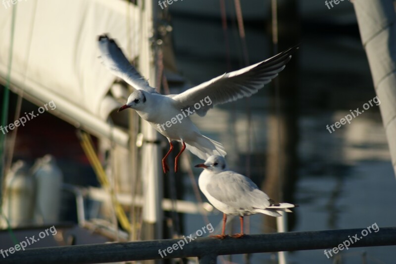 Boat Sailing Boat Gull Baltic Sea Germany