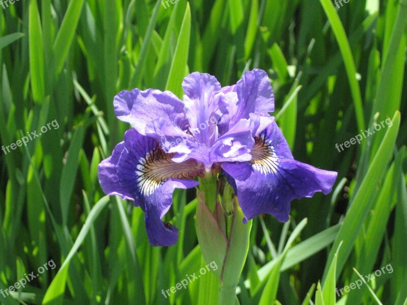 Iris Purple Flower Nature Blossom