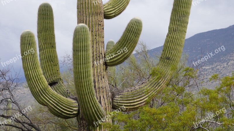 Cactus Foe So Cute Tucson Cactus Garden Nature