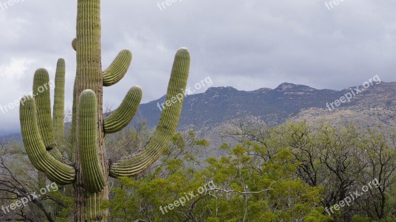 Cactus Foe So Cute Tucson Cactus Garden Nature