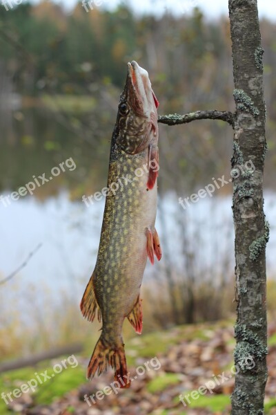 Fishing Pike Fish Free Photos