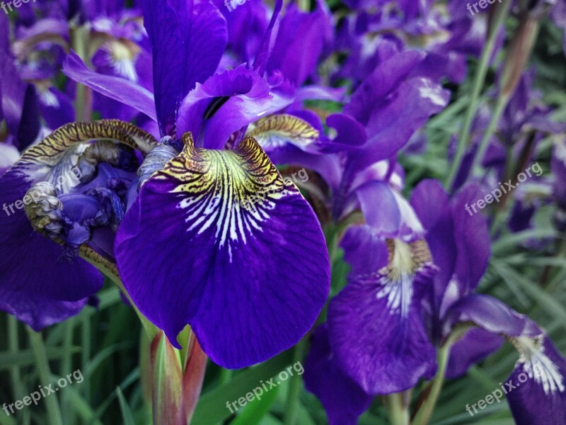 Purple Iris Flower Plant Spring