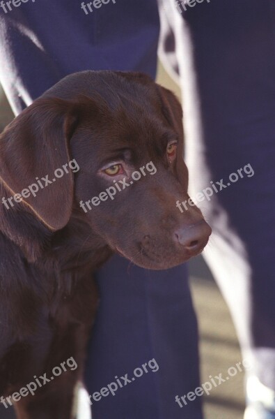 Dog Labrador Retriever Chocolate Buddy Pet