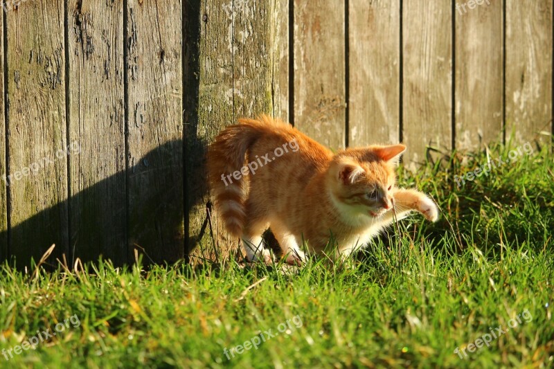 Cat Kitten Red Mackerel Tabby Cat Baby Young Cat