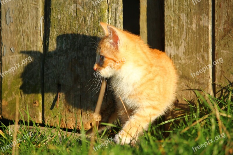 Cat Kitten Red Mackerel Tabby Cat Baby Young Cat