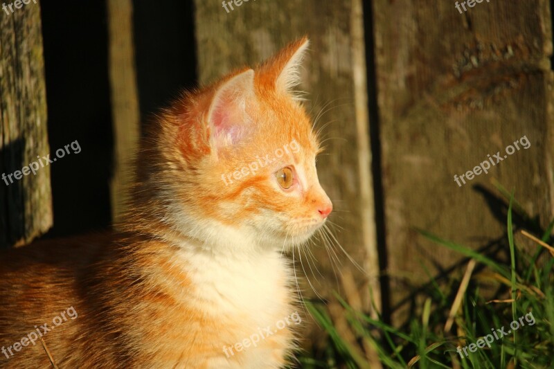 Cat Kitten Red Mackerel Tabby Cat Baby Young Cat