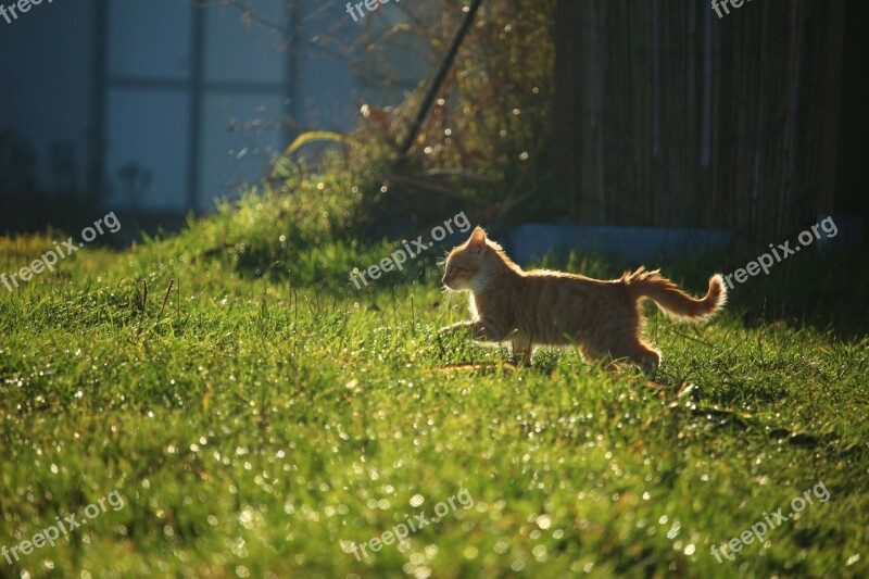 Cat Kitten Red Mackerel Tabby Cat Baby Young Cat