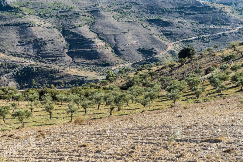 Horizon Landscape Plateau Olive Trees Sky