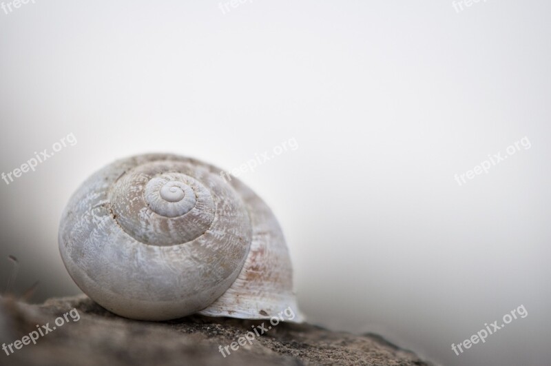 Snail White Shell Invertebrate Helix