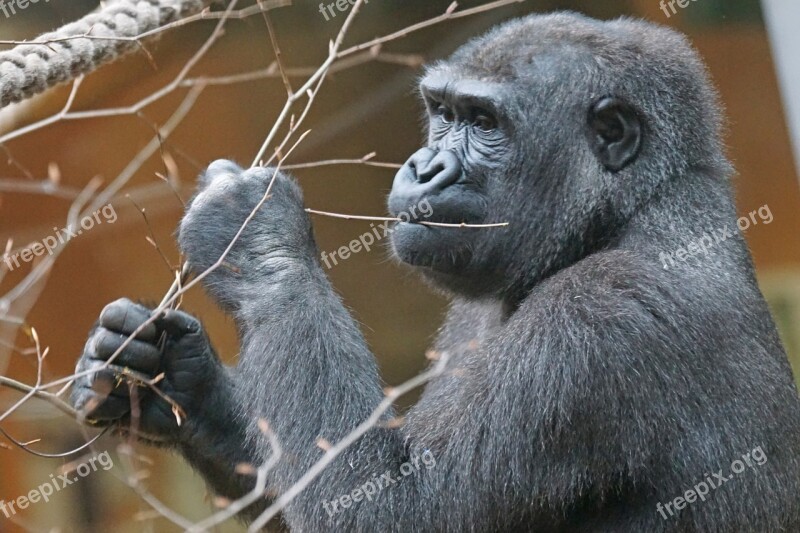 Animals Primate Gorilla Lowland Gorilla Apes