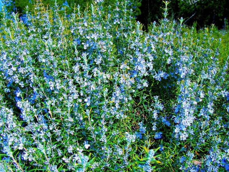 Rosemary Plant Vegetation Flowers Free Photos