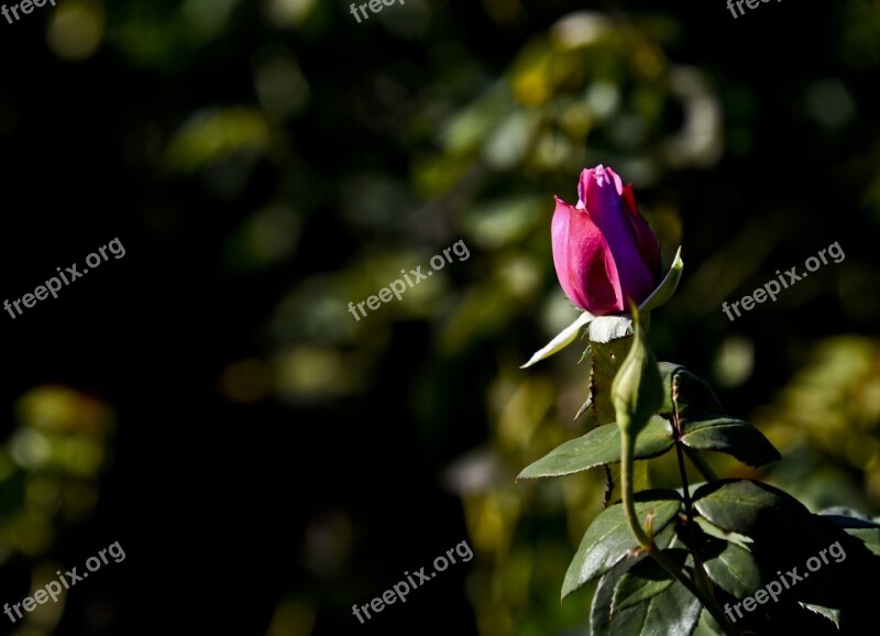 Rosebud Rose Flower Bud Blossom