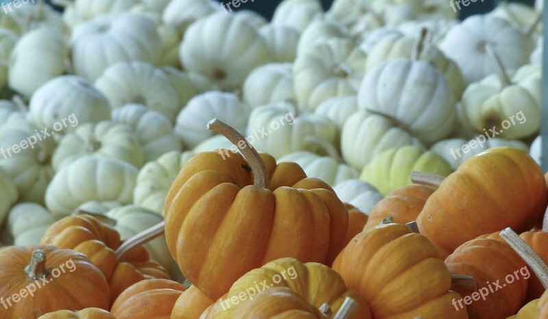 Pumpkins Harvest Fall Autumn Food