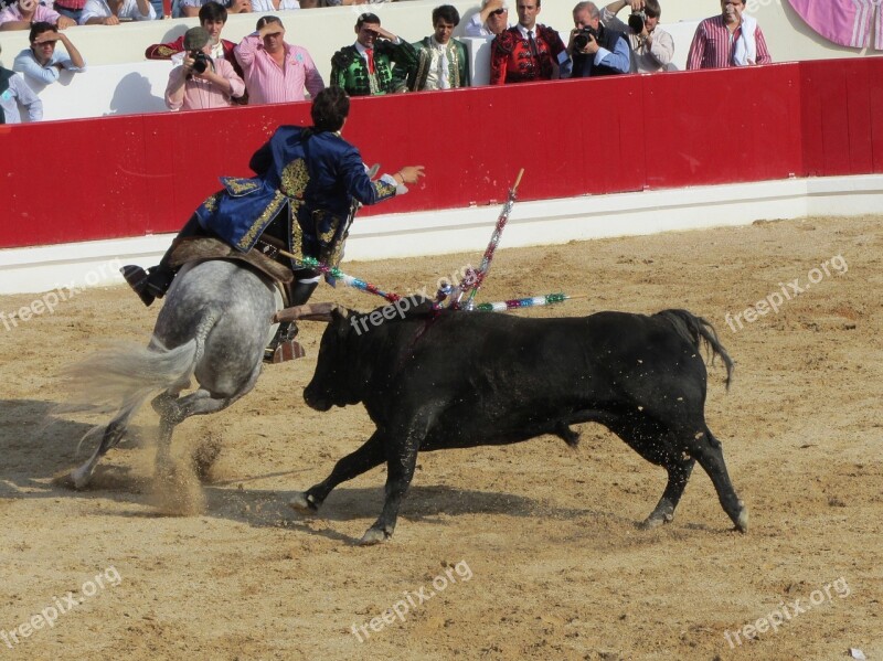 Bull Fighting Torero Portugal Bullfighter Free Photos