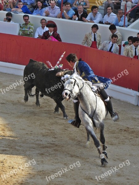 Bull Fighting Torero Portugal Bullfighter Free Photos