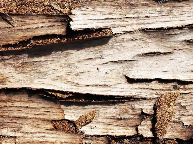 Wood Bark Texture Tree Nature