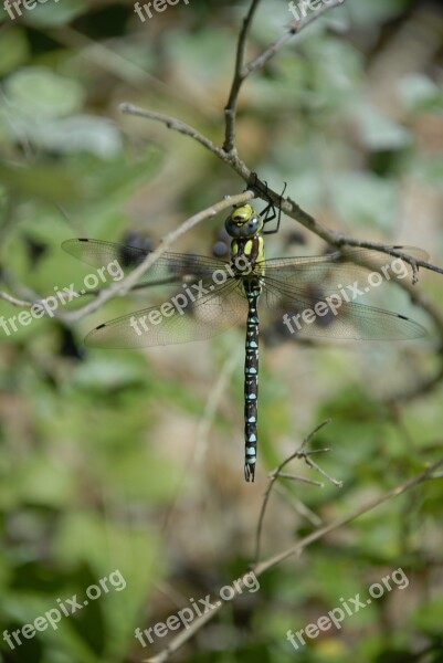 Dragonfly Insect Animal Nature Branch